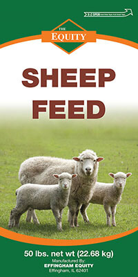 Sheep Feed