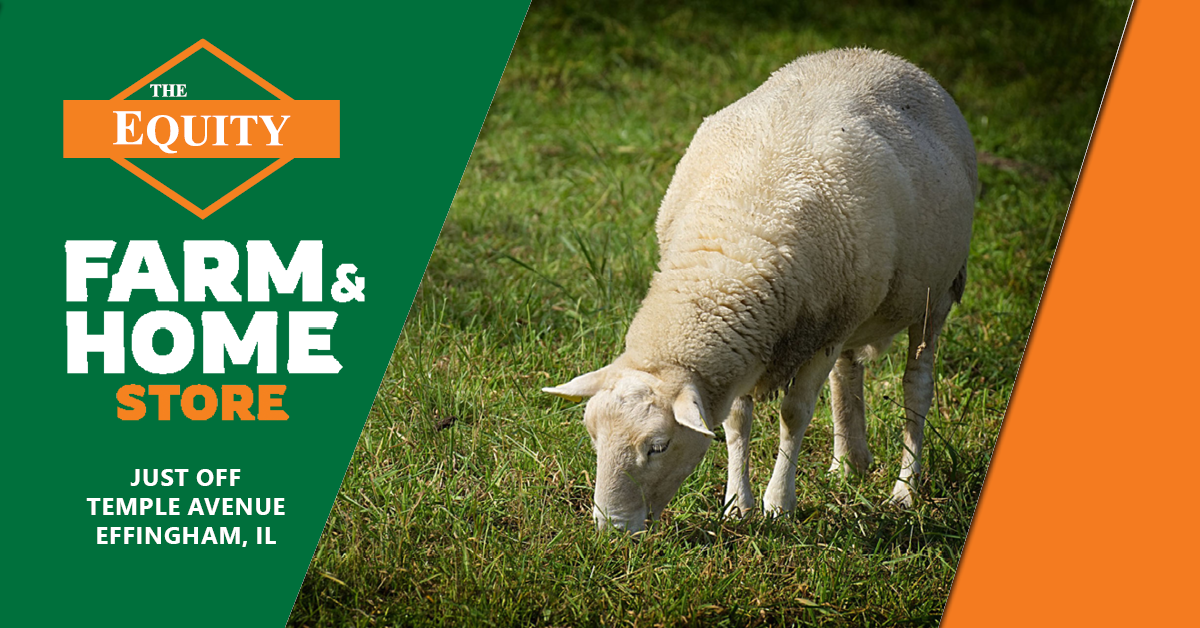 Sheep Feed The Equity Feed Catalog The Equity