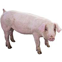 Swine Products
