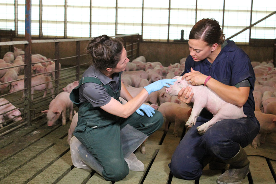 Swine Training in Barns