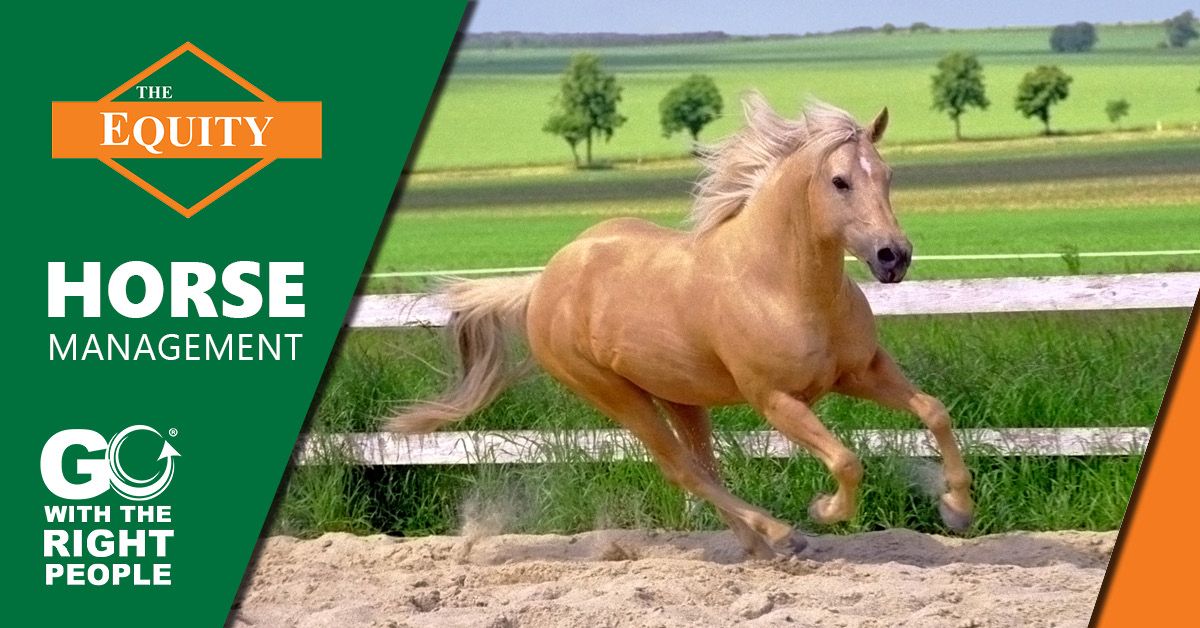 Equine Livestock Management The Equity The Equity