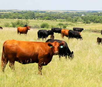 TMA Can Help Protect Grazing