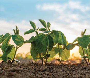 Double Crop Soybeans with TMA