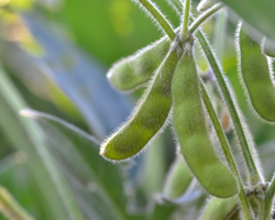 Soybean Market Update