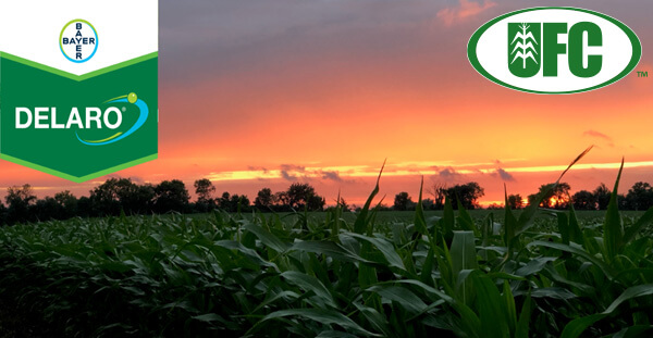 Corn Fungicide & Things to Consider for 2020
