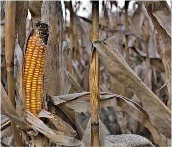 2019 Grain Harvest Policies