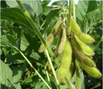 Should you plant soybeans first? Part 2 with Corey Evans