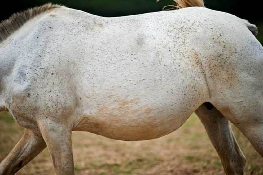Feeding and Managing Pregnant Mares