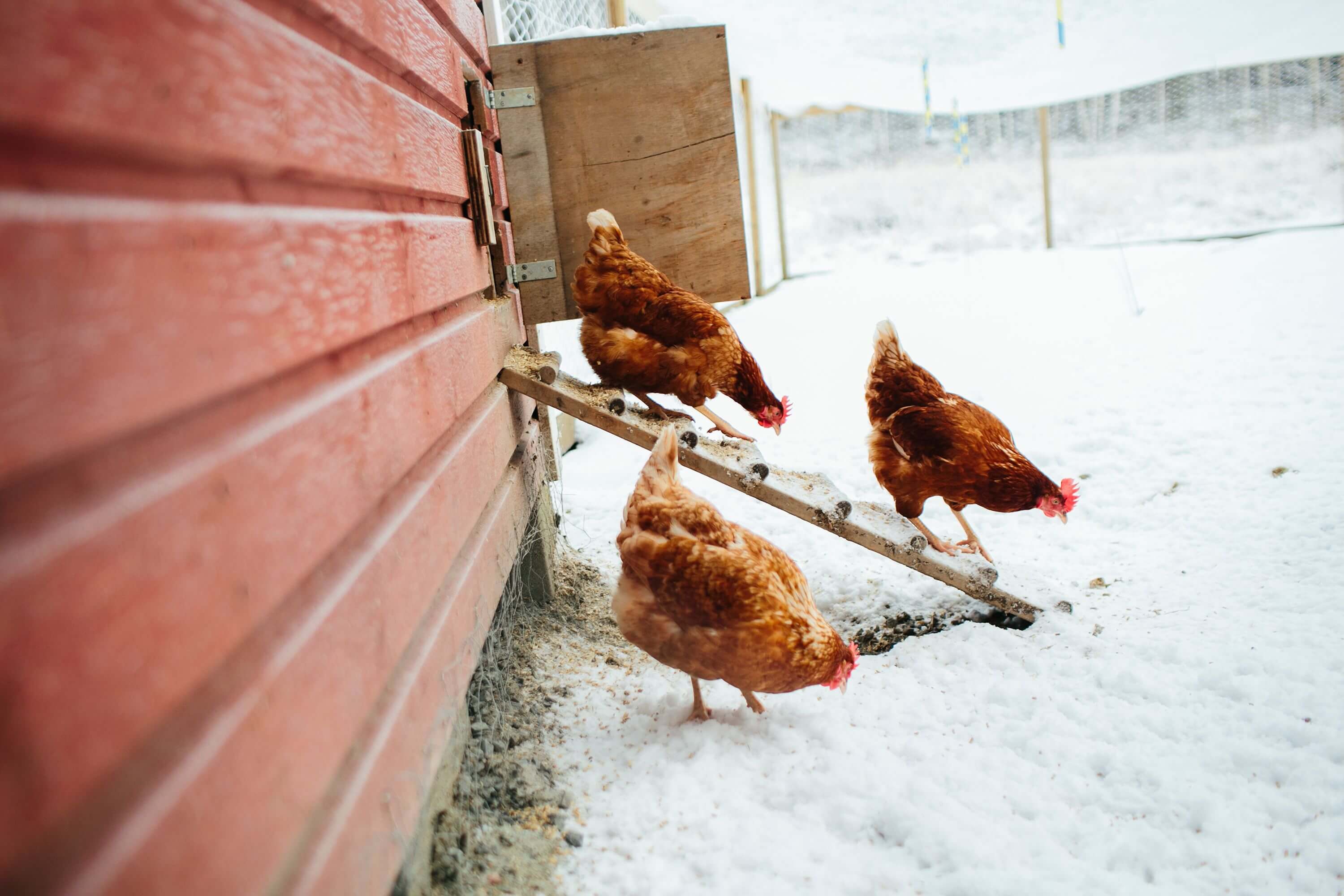 Winter Backyard Chickens