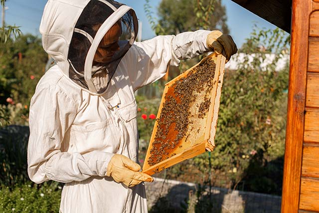 A beekeeper tending to her bee hive.