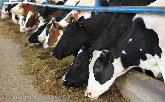 Dairy Cattle