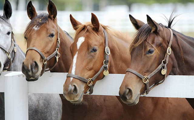 Equine