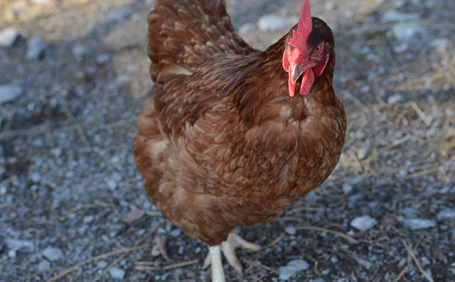 Poultry