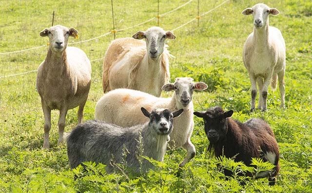 Sheep