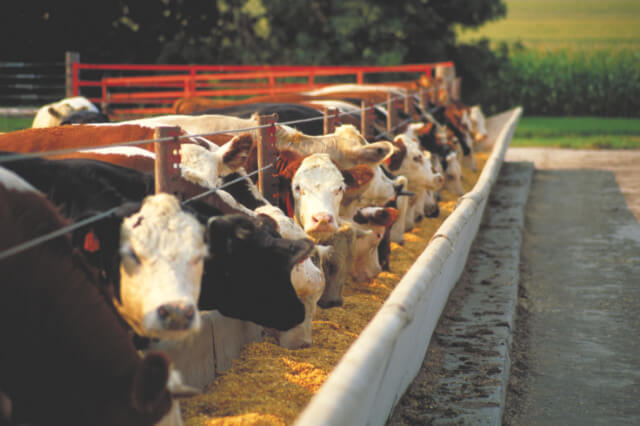 Beef Feed Products