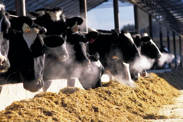 Dairy Feed Products