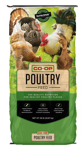 18% Rooster Feed