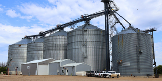 Henry - Grain